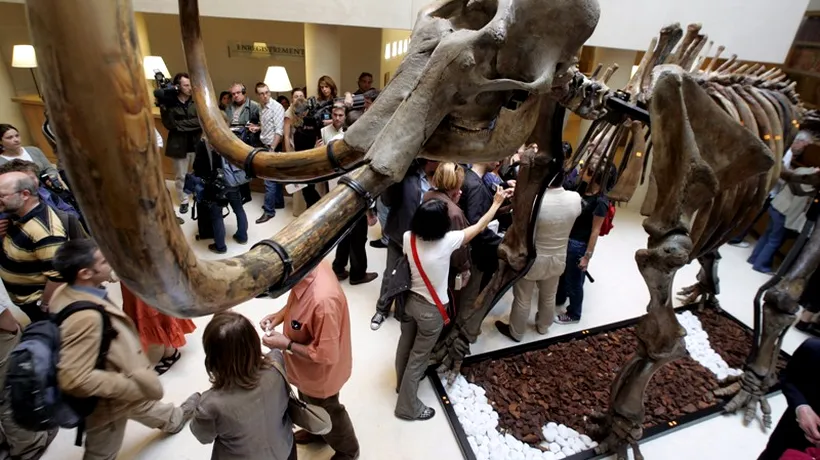 Un schelet de mamut siberian, vândut la licitație cu aproape 250.000 de euro