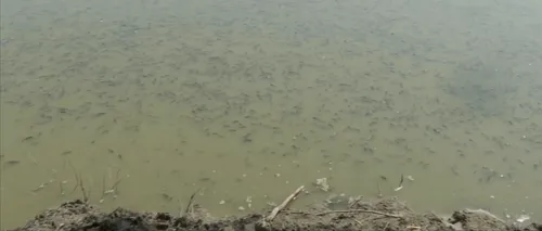 Mii de pești, găsiți morți într-o baltă din apropierea orașului Galați. Care este cauza - FOTO