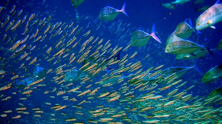 Cum ar putea arăta peștii dacă nu se vor lua măsuri pentru a opri poluarea oceanelor - FOTO