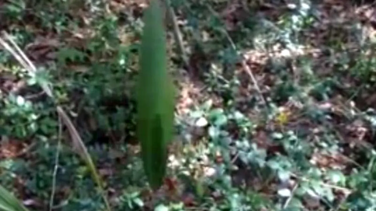 VIDEO. 