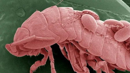 VIDEO | Este coadă la restaurantul care vinde un nou fel de mâncare ce include un izopod gigant cu 14 picioare