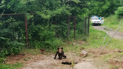 Jandarmii au salvat un pui de urs care a căzut într-un canal din Băile Tușnad