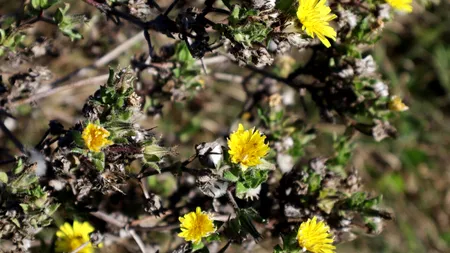 O specie de PLANTĂ descoperită în 1961 de către un student al Universităţii „Babeş-Bolyai