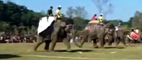 Cum arată un meci de fotbal între elefanți. VIDEO