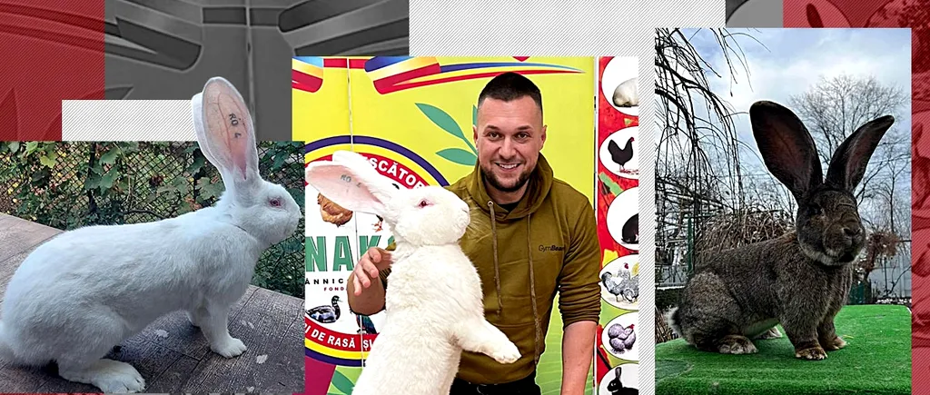 EXCLUSIV | Bănățeanul care crește cei mai mari iepuri din România a dat lovitura chiar pe 1 Decembrie. „Urecheații” săi, campioni naționali!