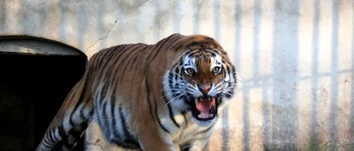 Un îngrijitor de la Grădina Zoologică Brașov a fost atacat de un tigru care i-a sfâșiat un braț
