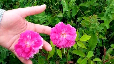 Au renunțat la joburile din SUA și Spania și au venit în România să cultive trandafiri. De ce este atât de profitabil acest tip de cultură