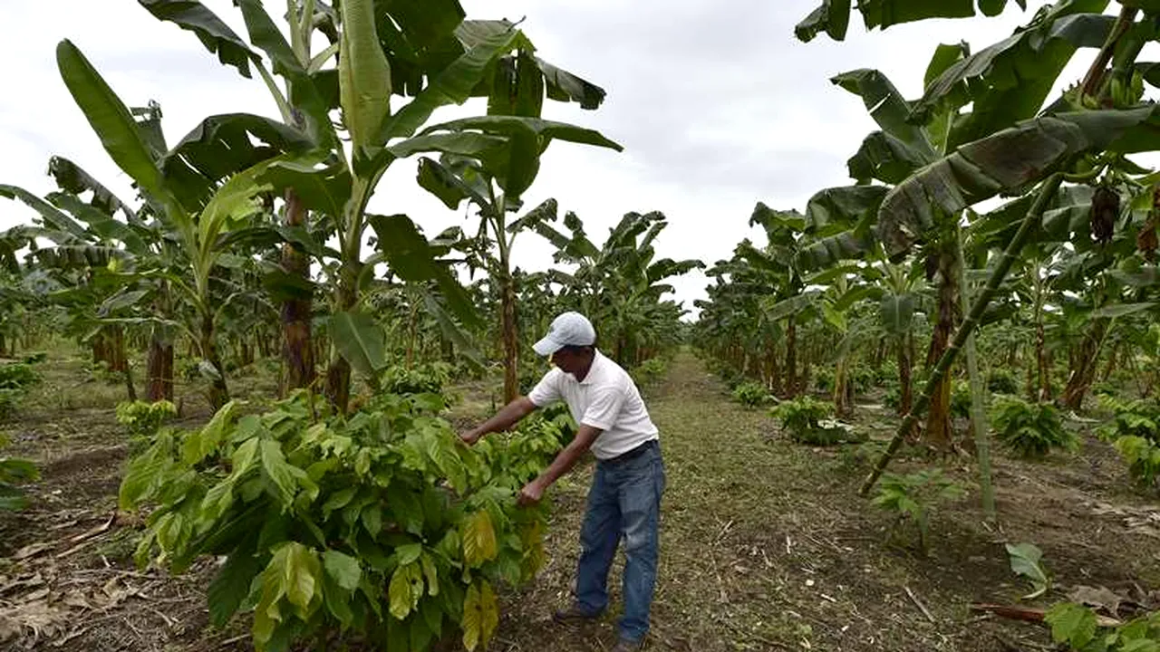 Ebola ar putea scumpi unul dintre cele mai populare alimente