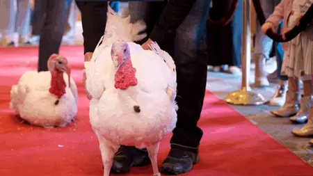 Curcanii care vor fi grațiați de Trump au fost primiți pe covorul roșu la Washington. Până la ceremonie vor fi cazați într-un hotel de lux