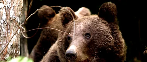 Autoritățile din Harghita au emis prin sistemul Ro-Alert o avertizare privind prezența unui urs