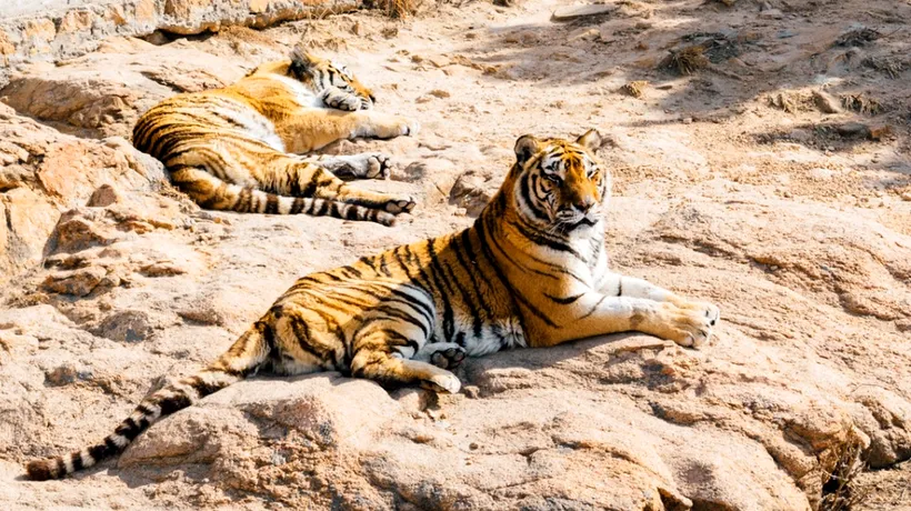 Turiste atacate de tigri într-un parc de safari. Una dintre femei a murit. VIDEO