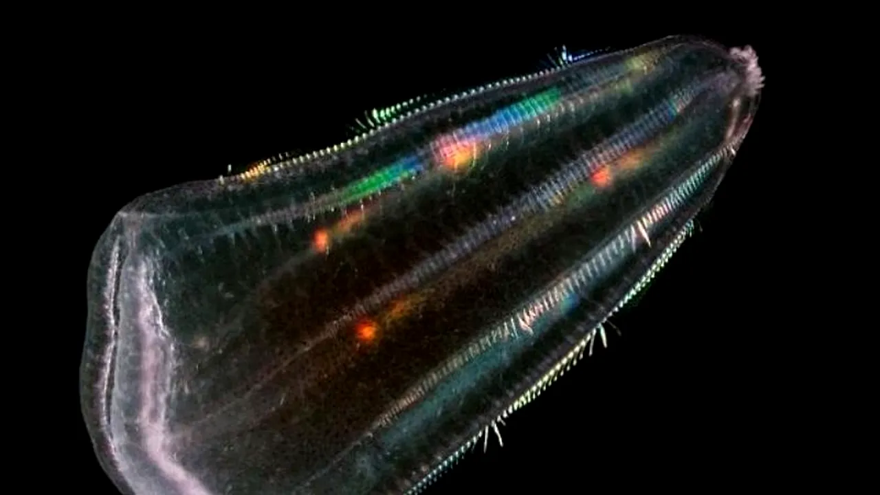  O nouăÂƒ teorie: oamenii se trag din meduze