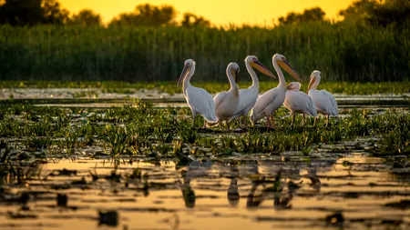 Delta Dunării – Între vis, ape și cântecul păsărilor