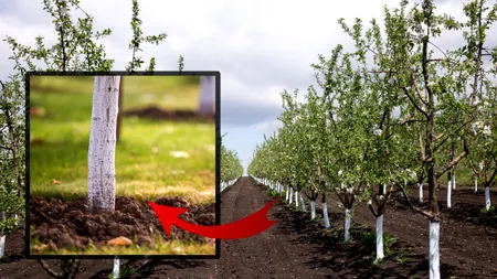 Cu ce să stropești pomii din livadă, în februarie, pentru a fi roditori primăvara. Regula de aur pe care să o respecți înainte de aplicarea soluțiilor