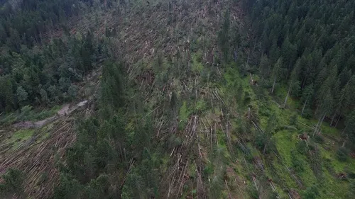 Furtuna a făcut prăpăd în Suceava: Mii de hectare de pădure distruse de vânt