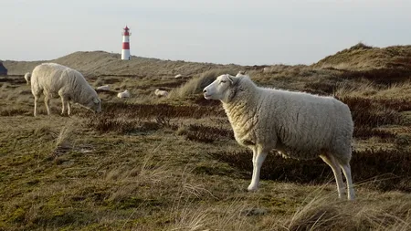 Zeci de oi au fost furate dintr-un saivan din județul Sibiu