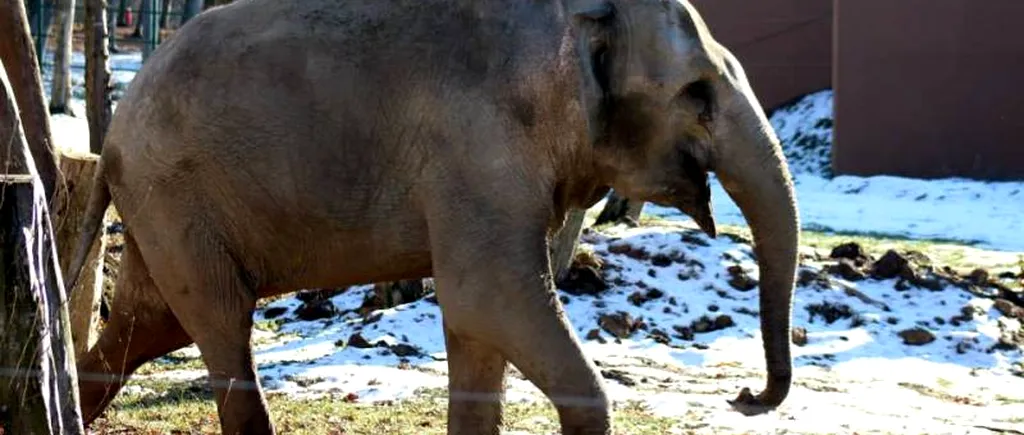 Cine vrea să ne-o ia pe Tania, singurul exemplar de elefant indian din România. Reacția directorului grădinii zoologice din Târgu Mureș