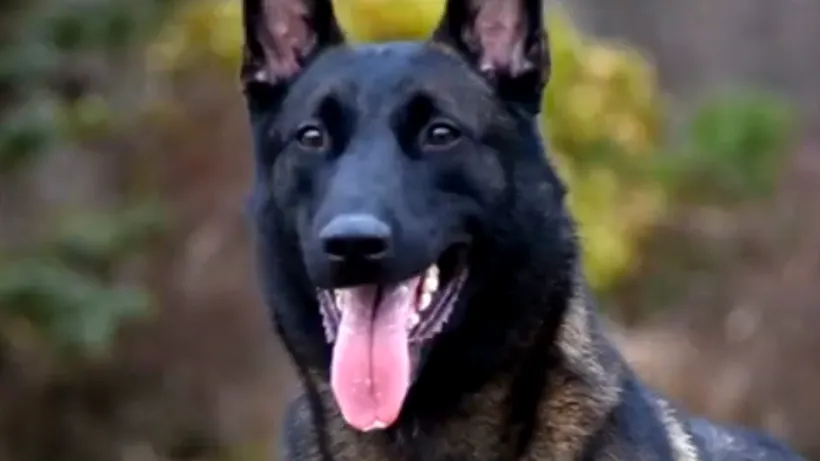 Un jandarm a adoptat câinele cu care a lucrat, după ce patrupedul a ieșit la pensie