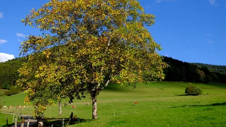 Amenzi de mii de lei pentru tăierea unui pom aparent banal din România