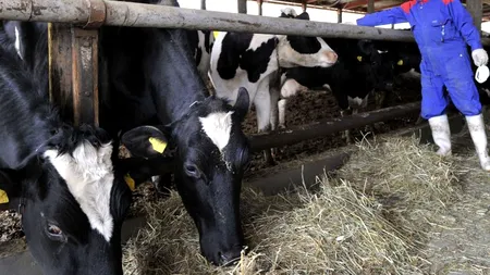 Germania ar putea reintroduce o lege împotriva zoofiliei, pentru a combate fenomenul 