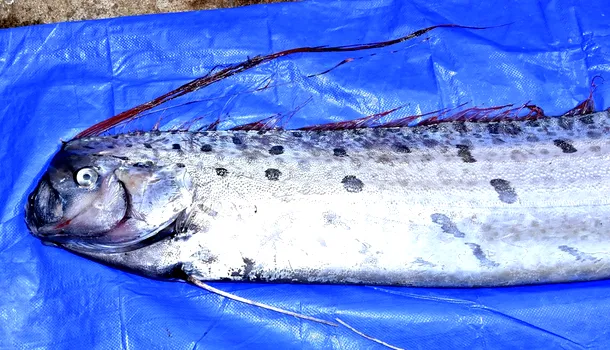 <span style='background-color: #005956; color: #fff; ' class='highlight text-uppercase'>ȘTIINȚĂ</span> „Peștele Apocalipsei”, observat din nou. Un alt exemplar RAR a eșuat pe o plajă din California