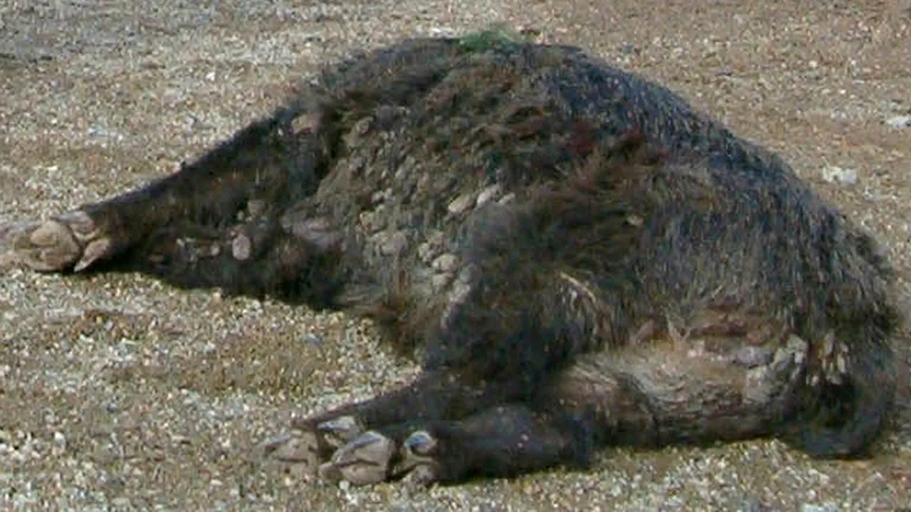 Focar de pestă porcină africană în Botoșani: 15 mistreți au fost depistați pe un fond de vânătoare