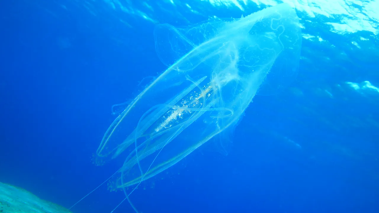 O meduză uriașă, descoperită pe o plajă din Australia - FOTO