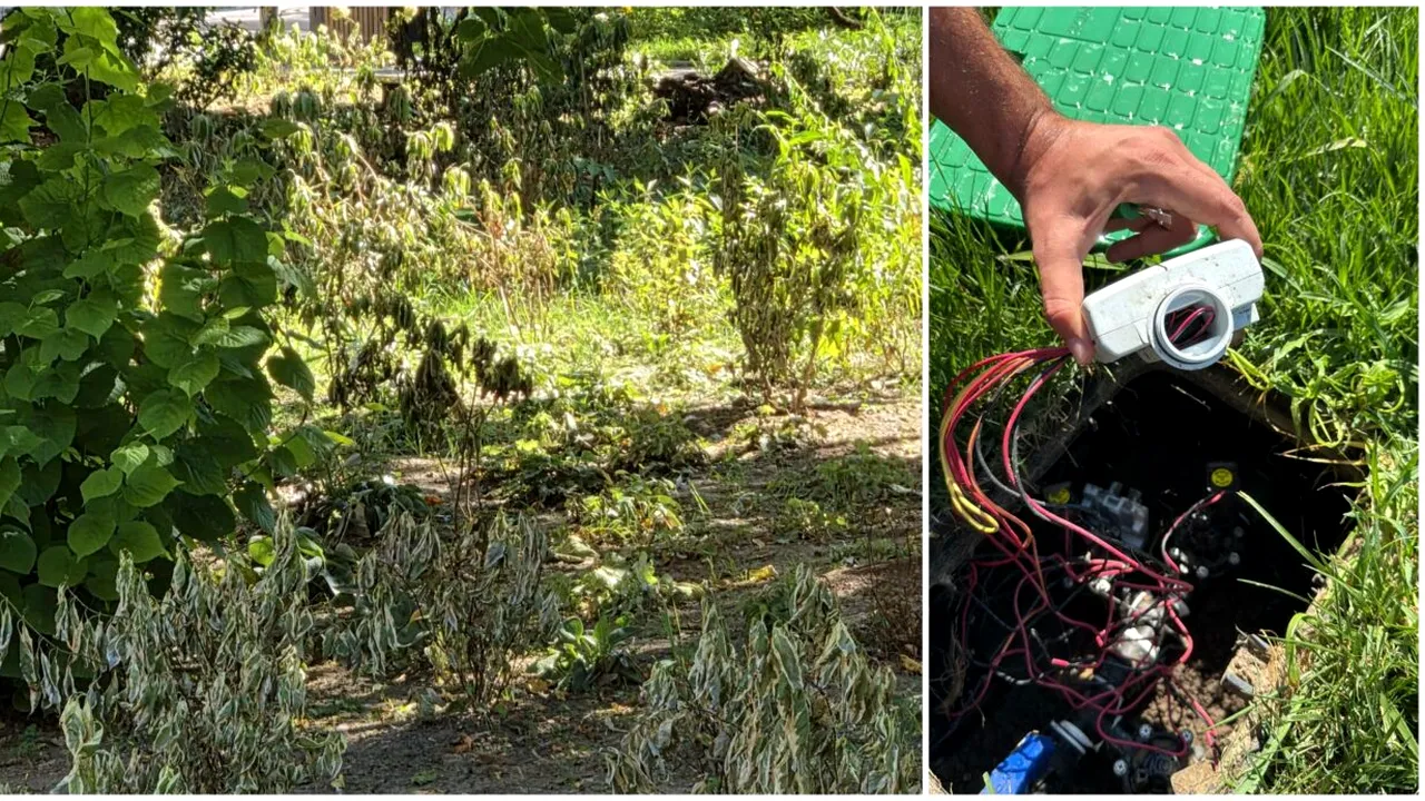 Plante uscate în zona Sălii Palatului, după ce au fost furate componentele sistemului de irigații. Ciprian Ciucu: „Atât s-a putut”