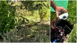 Plante uscate în zona Sălii Palatului, după ce au fost furate componentele sistemului de irigații. Ciprian Ciucu: „Atât s-a putut”