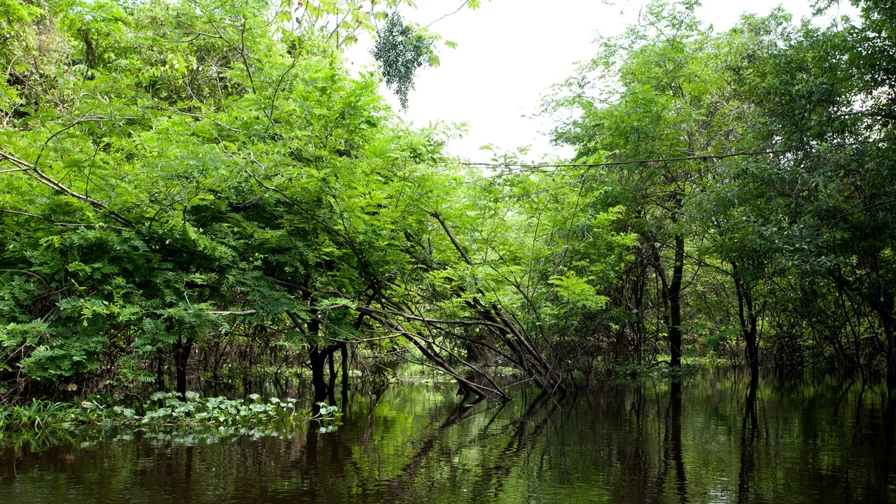 Doi copii s-au pierdut în Jungla Amazoniană. Au fost depistați după o lună, timp în care au băut doar apă de ploaie. Cine i-a găsit