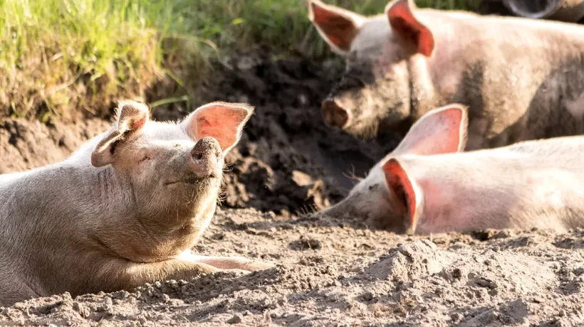 Câteva sute de porci au fost ucişi şi aruncaţi la gunoi din cauza lipsei de muncitori din abatoare, în UK