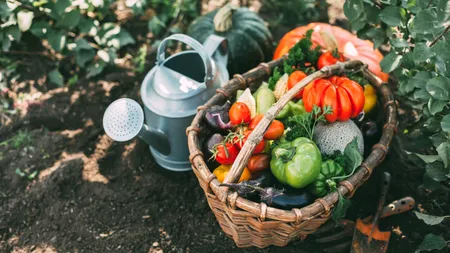 Planta care îți protejează întreaga recoltă din grădină. Se mai numește „Apărătorul Legumelor” și este un remediu vegetal utilizat de sute de ani