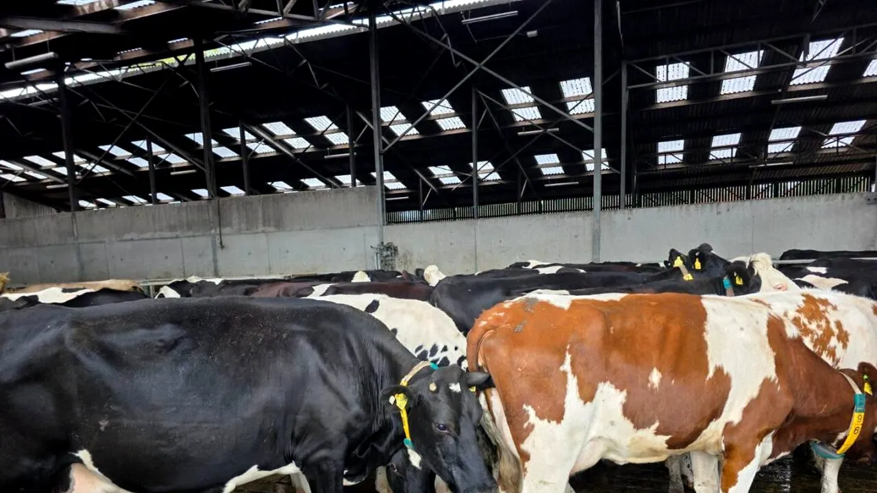 Ajutoare de 52 de milioane de euro pentru crescătorii de bovine din România. La cât se ridică valoarea sprijinului pentru fiecare companie