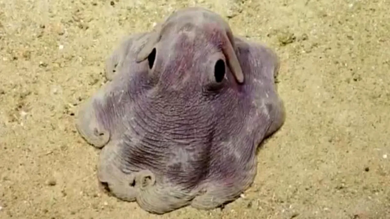 Cum arată caracatița 