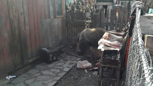 O fetiță din Mureș, zgâriată de urs în grădina casei sale. Animalul a fost tranchilizat