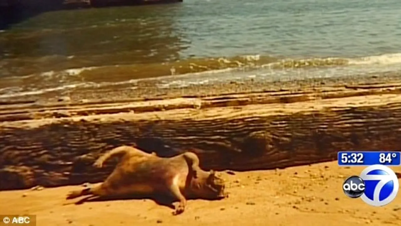 Creatura bizară care a apărut sub un pod din New York. Porc, șobolan sau câine?