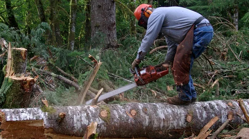 Guvernul vrea să suspende prin ordonanță exportul de lemn. PROIECT