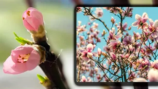 Cele trei lucruri pe care trebuie să le faci în Martie, pentru ca grădina ta să înflorească