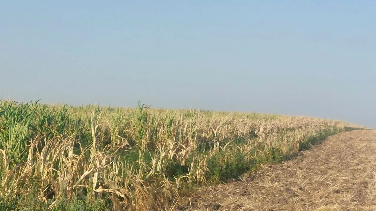 Situație CRITICĂ în județul Olt! Culturile de porumb, 