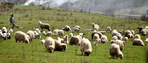 16 ciobani din Sibiu cu 30.000 de oi și milioane în conturi: azi au ajuns să-și distribuie produsele în supermarketurile din toată țara