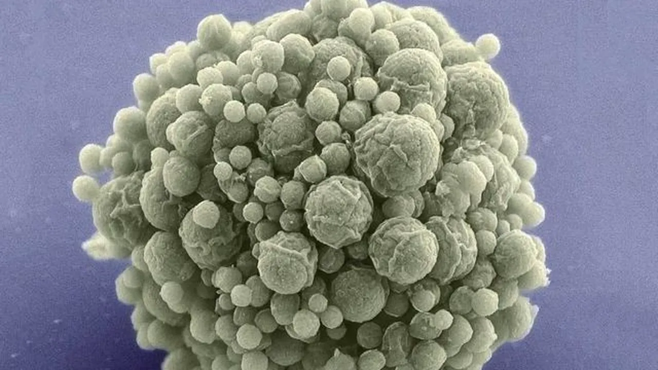 A fost descoperită cea mai simplă formă de viață