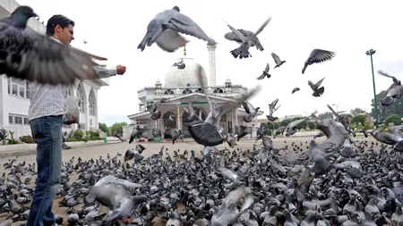 Păsările au propriul GPS ca să ajungă la destinație