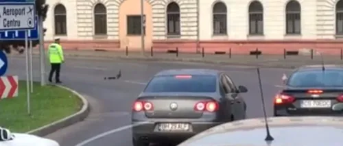 Moment inedit în Oradea. Un polițist a oprit circulația pentru a trece strada o familie de rațe. VIDEO