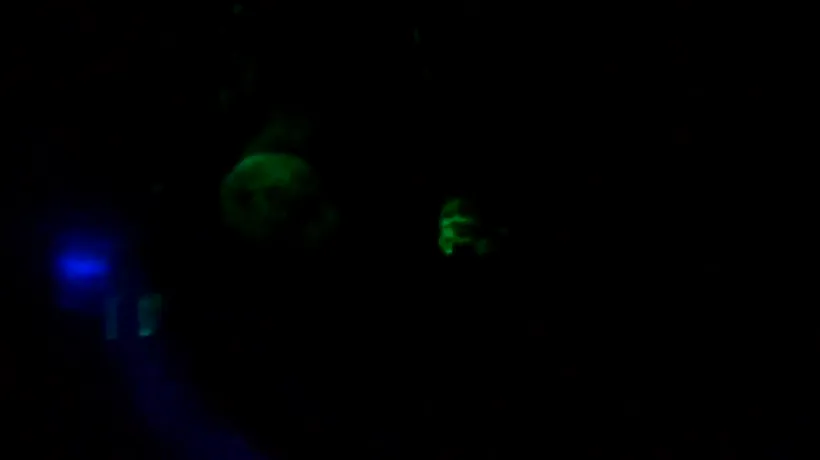 Purceluși care strălucesc în întuneric, creați cu ajutorul ADN-ului unor meduze - VIDEO