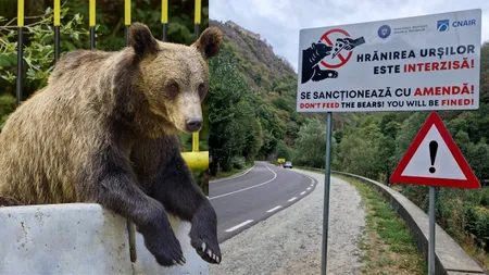 Lege de protecție a urșilor și a oamenilor, propusă de doi deputați ai PSD: 