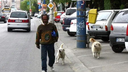 Sectoarele bucureștene în care au avut loc cele mai multe cazuri de mușcături de câini