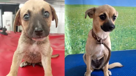 ASPA București a publicat catalogul cățeilor pentru adopții. 1.700 de patrupede își așteaptă stăpâni