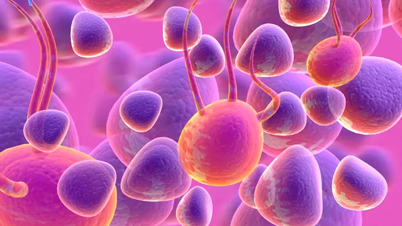 Au fost descoperite patru tipuri noi de celule sanguine: Au un rol extrem de important în corpul uman