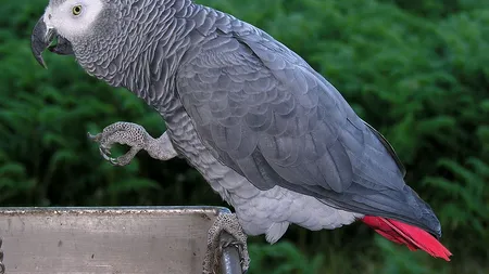 Caz inedit în SUA. Detaliile cheie ale unei crime conjugale vin de la un papagal