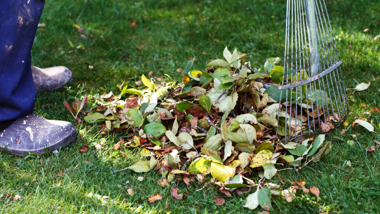 Locuiești la curte? Ce trebuie să faci dacă vecinul îți aruncă frunzele sau gunoiul peste gard. Ce prevede legea în acest caz